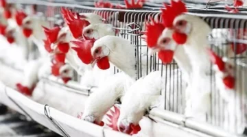 تحديثات الأسعار.. تكلفة الدواجن والبيض في الأسواق المحلية خلال تعاملات الخميس 29 يناير